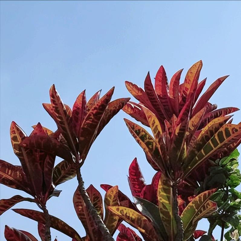 检察官父亲为被控强奸的儿子作辩护是法治的进步
 
今天，一则检察官父亲为被控强奸