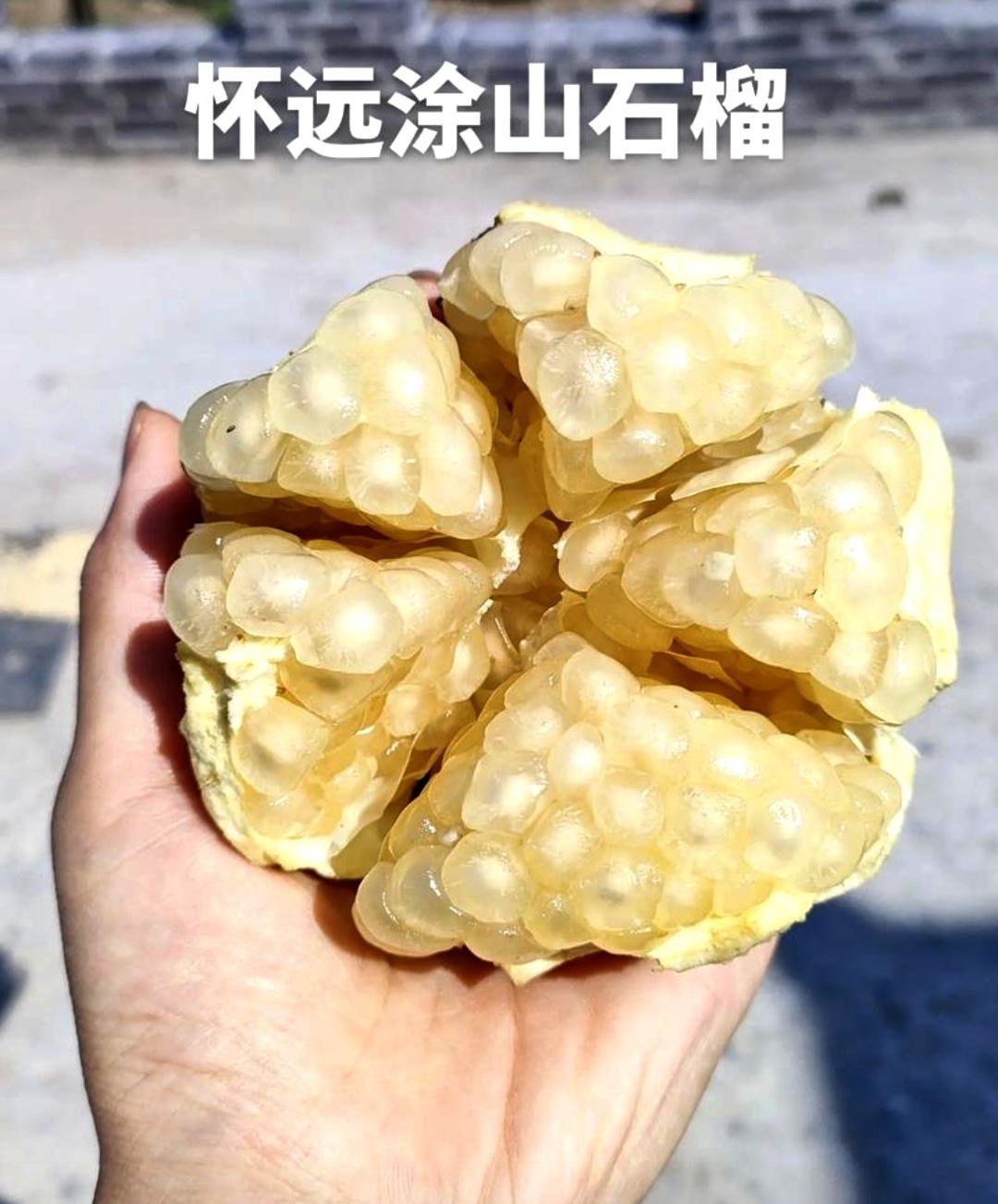 安徽怀远石榴，带着朋友的款款深情飘然而至……你品尝过吗？个大鲜美！