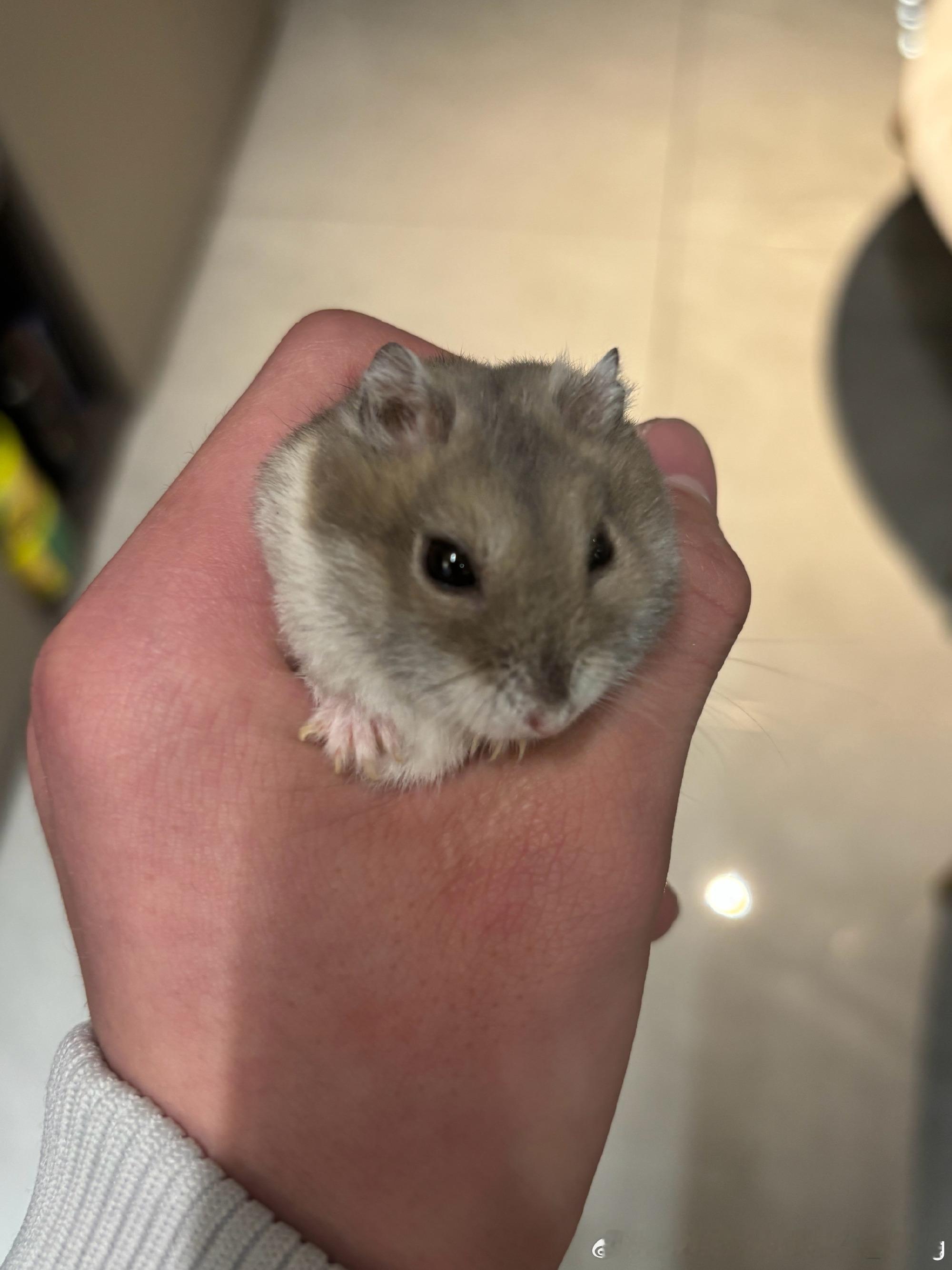 想想还是觉得李煜东好萌呀，别人养狗养猫他养小仓鼠，还把小仓鼠养的这么肥嘟嘟的