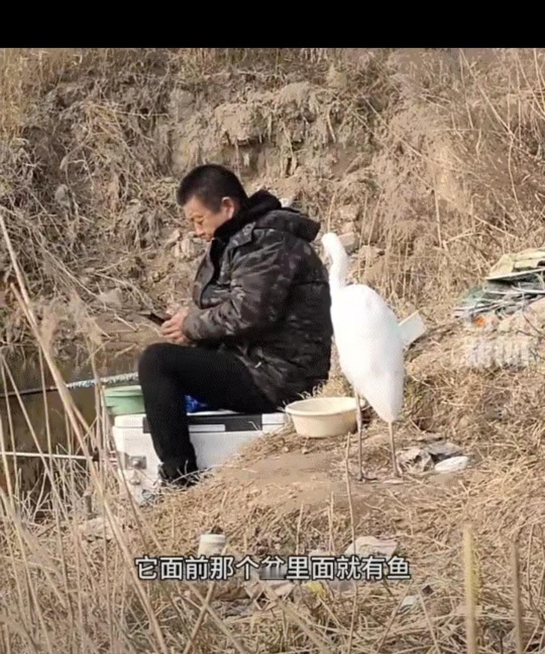 太治愈了！陕西钓友河边钓鱼的一幕火了，野生白鹭主动贴贴还超懂规矩，看完心里暖暖的
