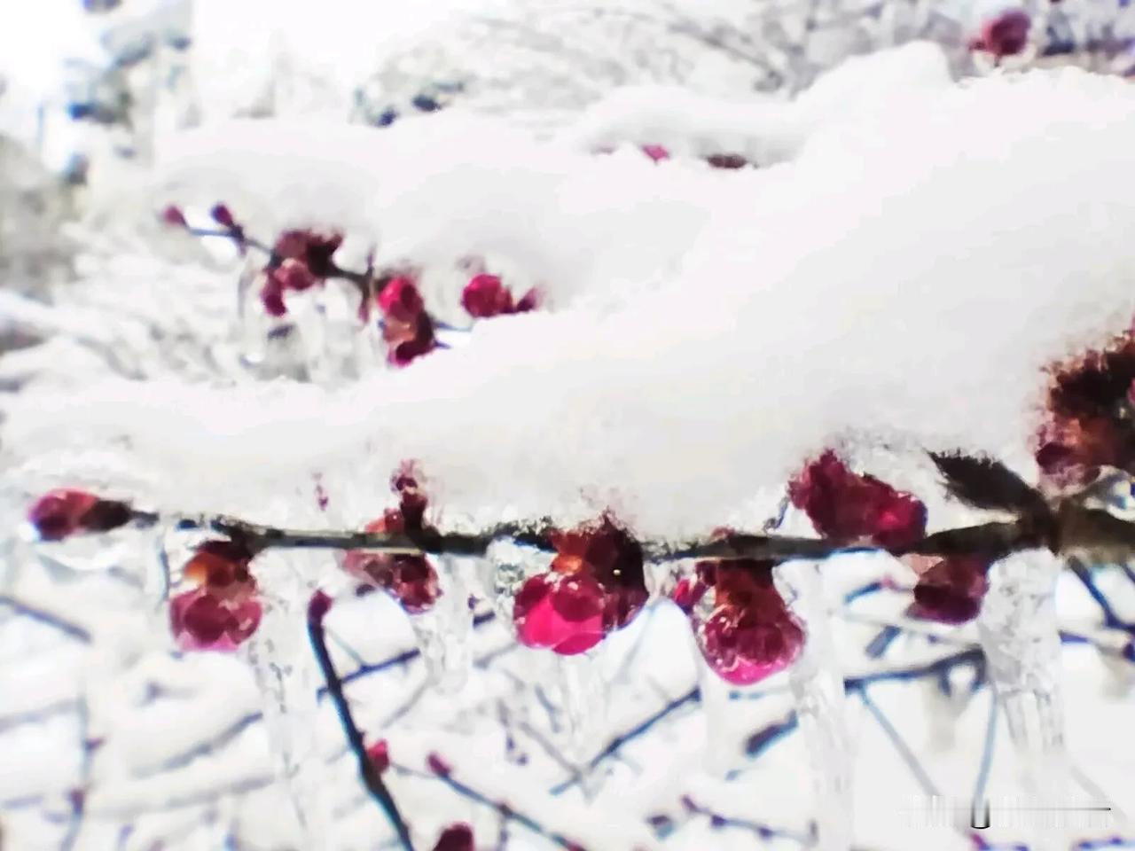 整个冬天，唯一想见的景儿，是皑皑白雪和雪化而成的冰瀑。

今年咋就这么难实现呢？