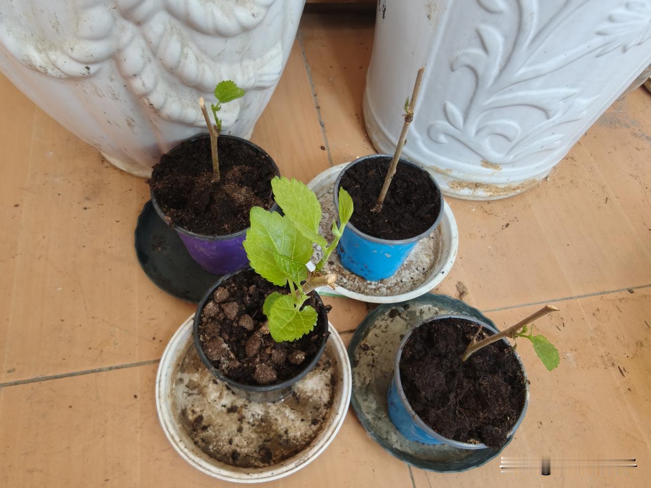 扦插的果桑枝条，是不是成活了？
5月底进行了果桑夏伐，剪下了许多枝条。
娃儿爸说