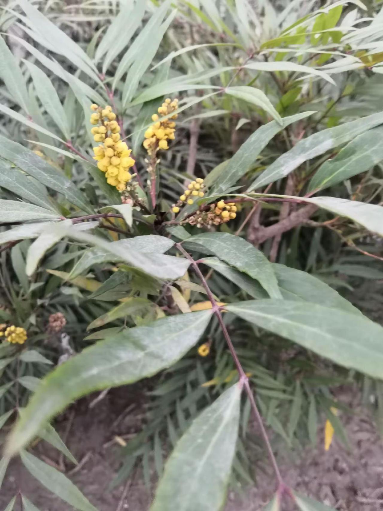 美丽的风景如画，农村人谁知道这是什么 农村生活记录