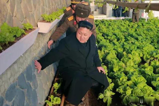 今日新闻，因韩国大白菜价格涨价约五成，韩国紧急从中国进口16吨大白菜。不知朝鲜金