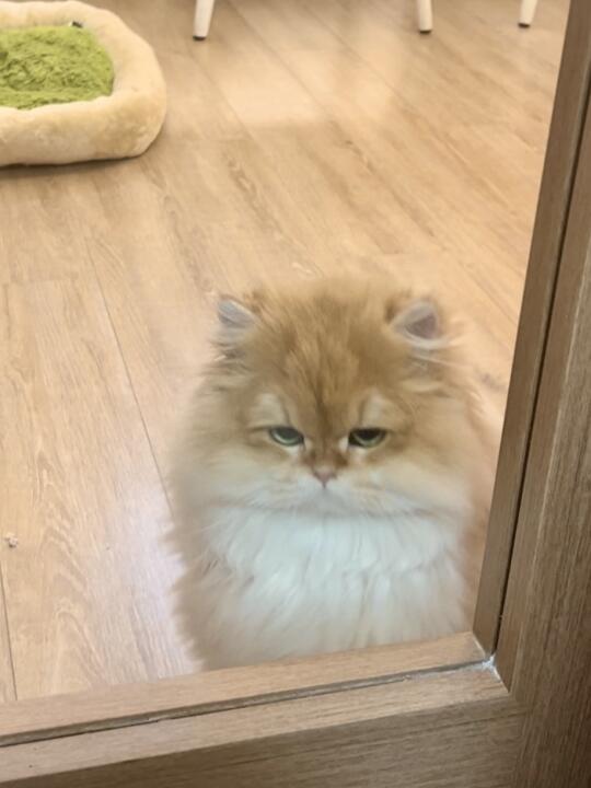 人，你辜负了本喵的信任