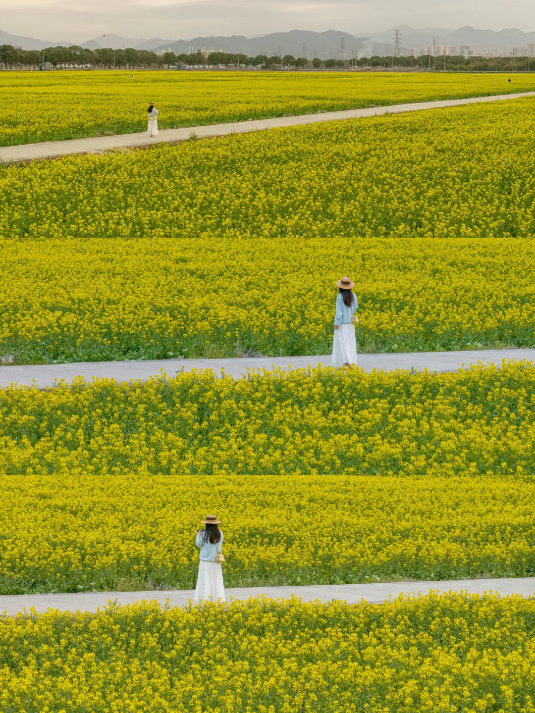 找到了最大面积油菜花田 而且开花啦