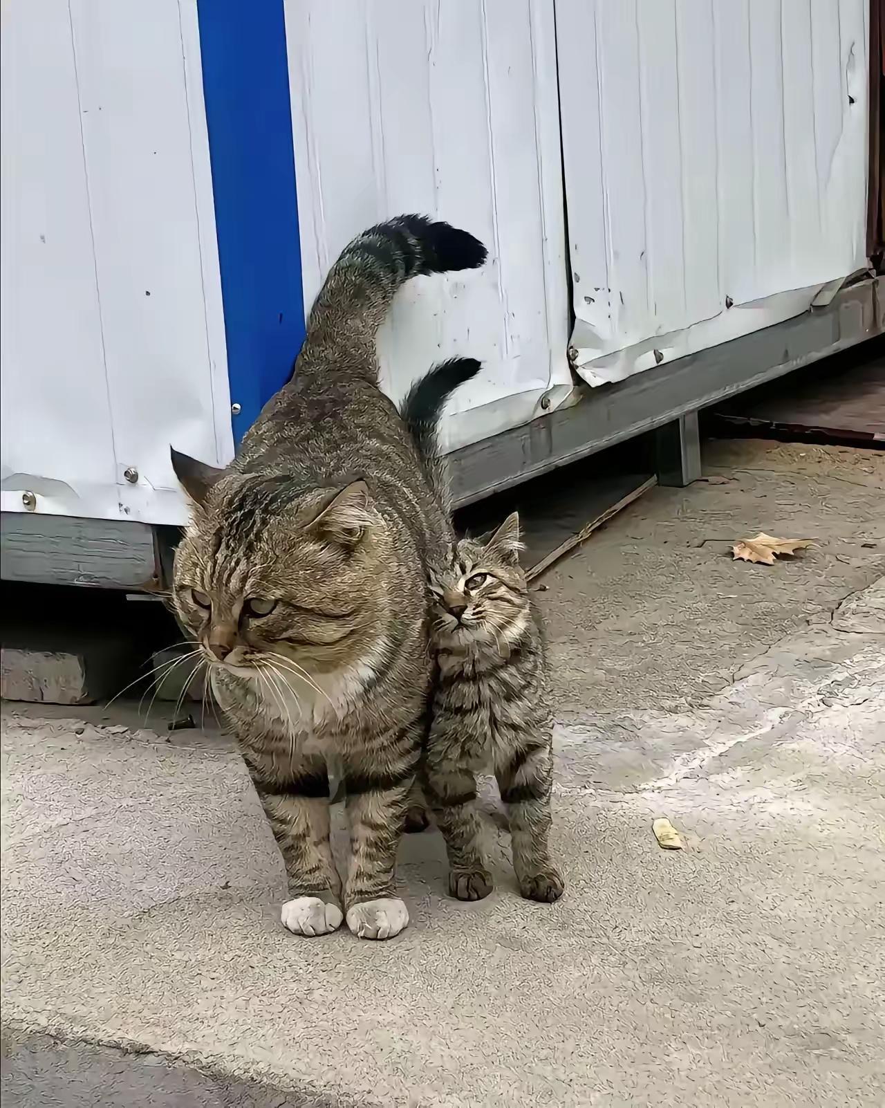 厂区里突然多了一对流浪狸花猫母女，真的越看越暖心。
       猫妈妈全程警惕