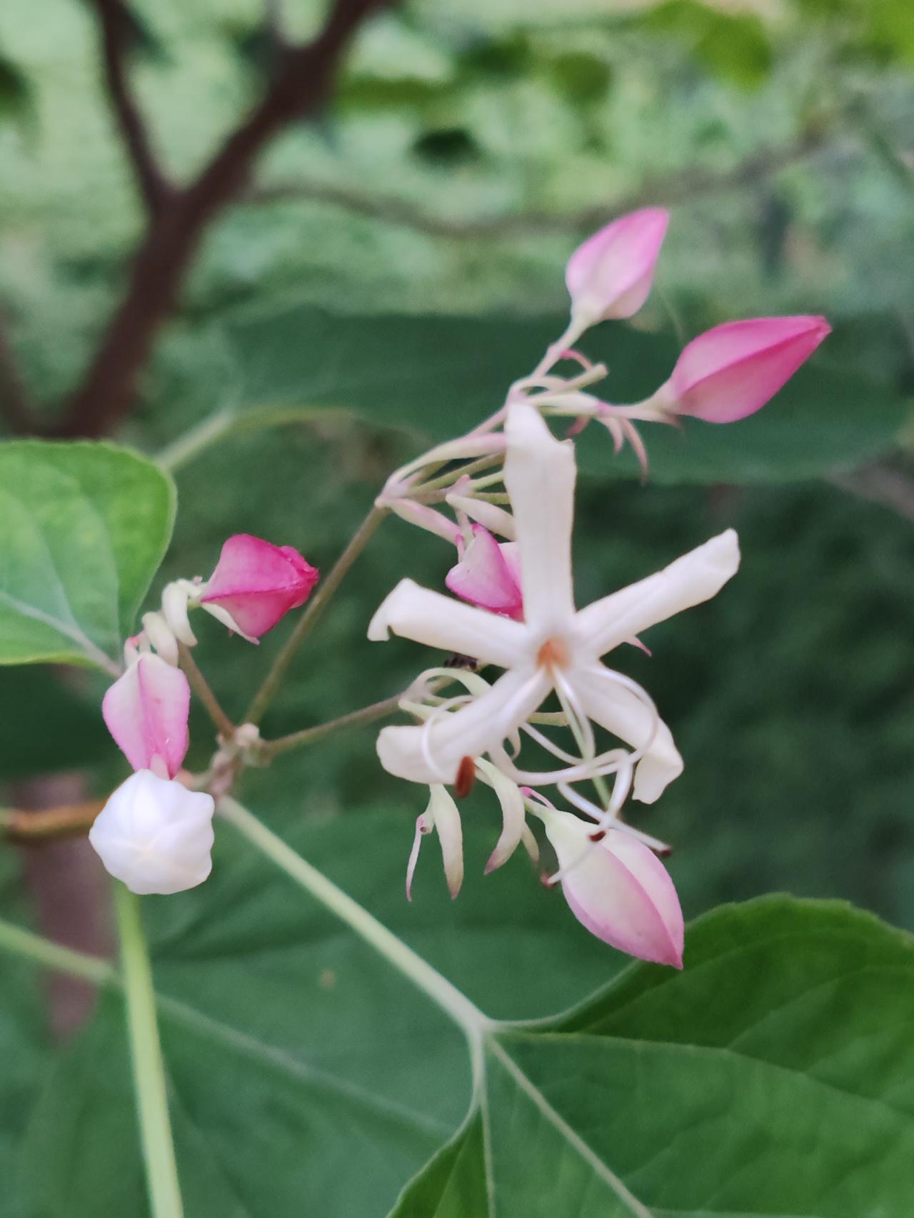 上联是:天上无云难下雨，请对下联世间有媒好成家