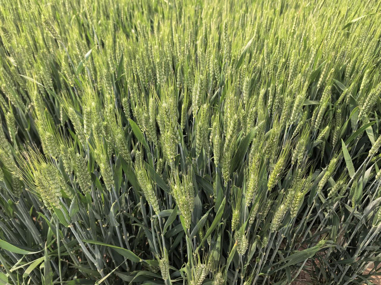 前些年的时候，老父亲在院子里种了一小片油菜，为了防止麻雀下来偷吃菜籽，就在上面支