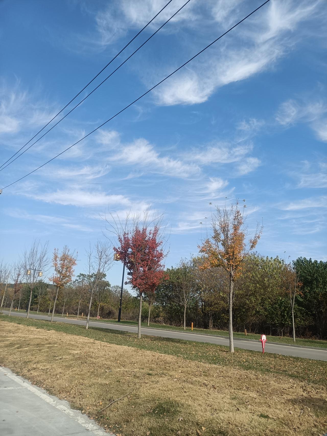 秋意渐浓，那满枝的红叶就像被大自然打翻了调色盘。漫步在林间小道，脚下的落叶沙沙作