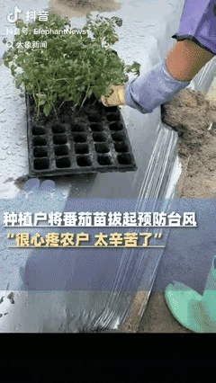 “好心疼！”广东茂名，
一农户刚种下30亩地的番茄苗，
当听到台风桦加沙马上就来