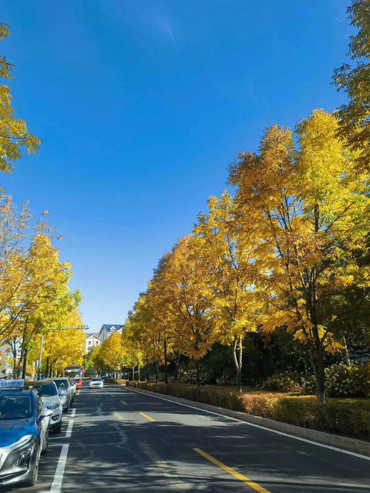 长白山·白山大街·秋韵。金秋街道 秋天的最美街道 被金黄树叶包围的街道 阳光洒落