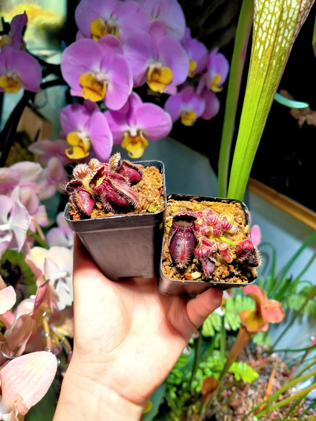 来自花友的交换!