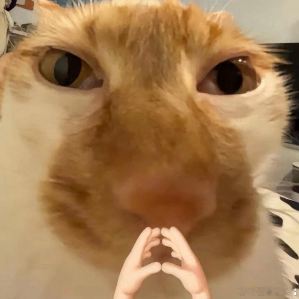 如果一百张五星卡都被我抽到了 你们可咋办啊？ 