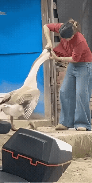 既然喂不熟，难道还炖不熟吗？家里养了多年的大鹅，趁着男主人不在家，竟然无缘无故的