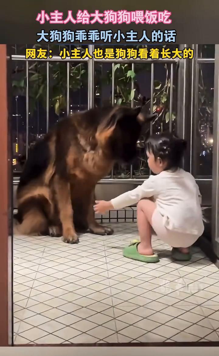 小主人给大狗狗喂饭吃，大狗狗乖乖听小主人的话。
网友：小主人也是狗狗看着长大的。