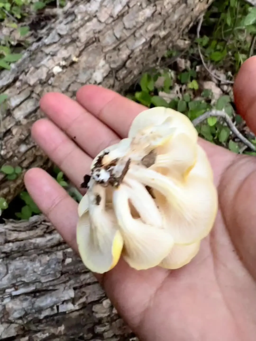 和小狗在北方的岛！