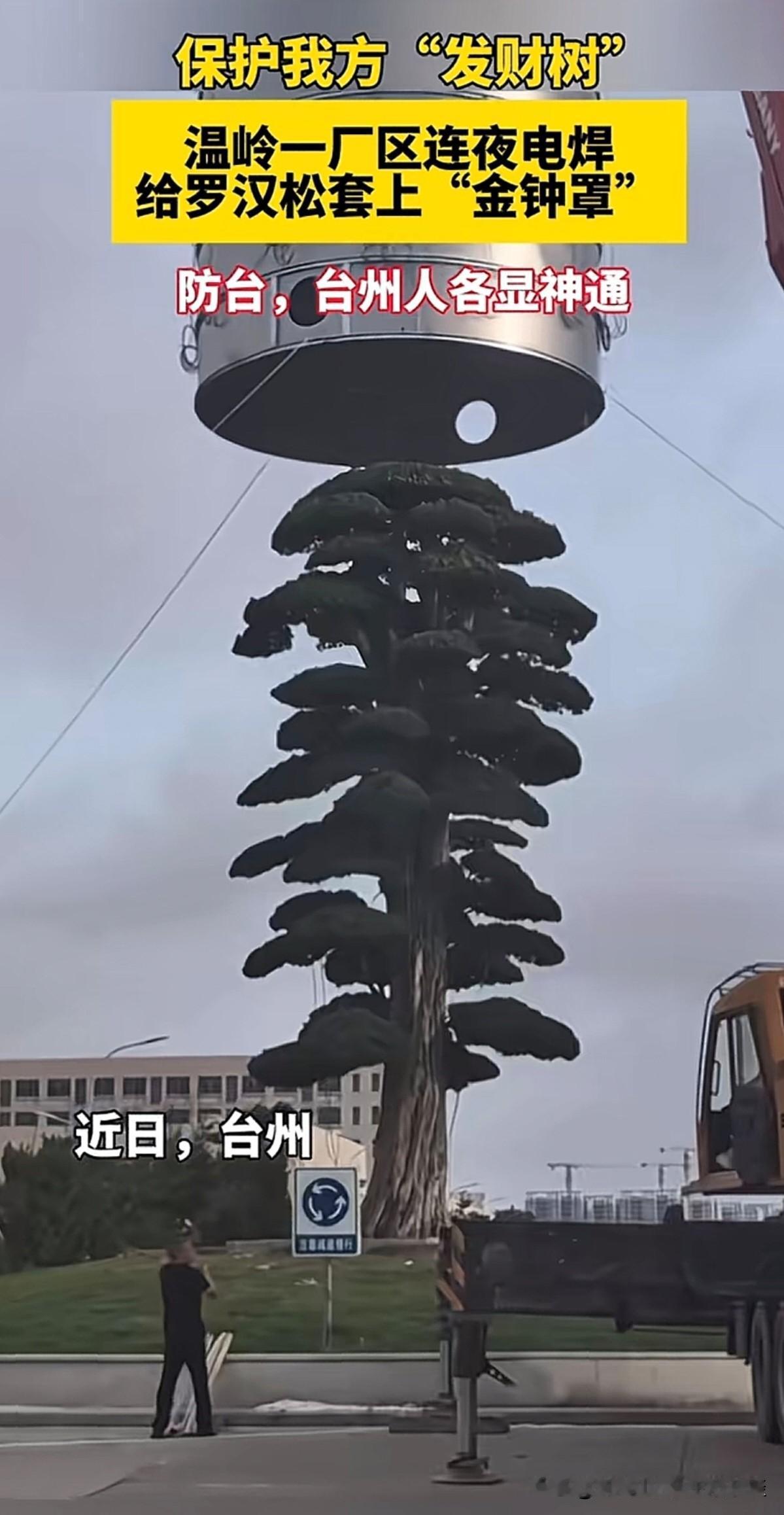 台风来临之际，温岭一厂区，连夜电焊，给罗汉松套上了“金钟罩”。台州人在预防台风这