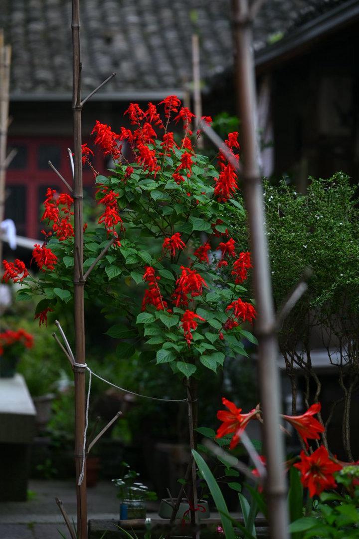 串串红与朱顶红，红与红。植物
