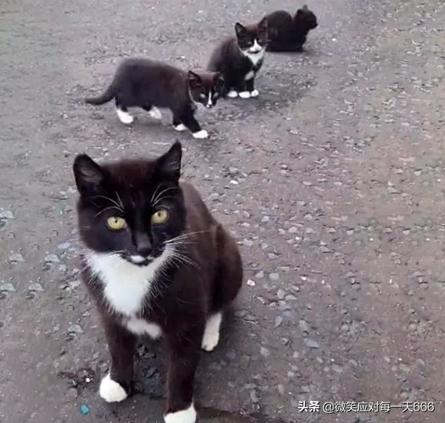 刚开始喂一只流浪猫，后来它全家都赖着不走，四只猫天天守在门口，让我负责。一开门，