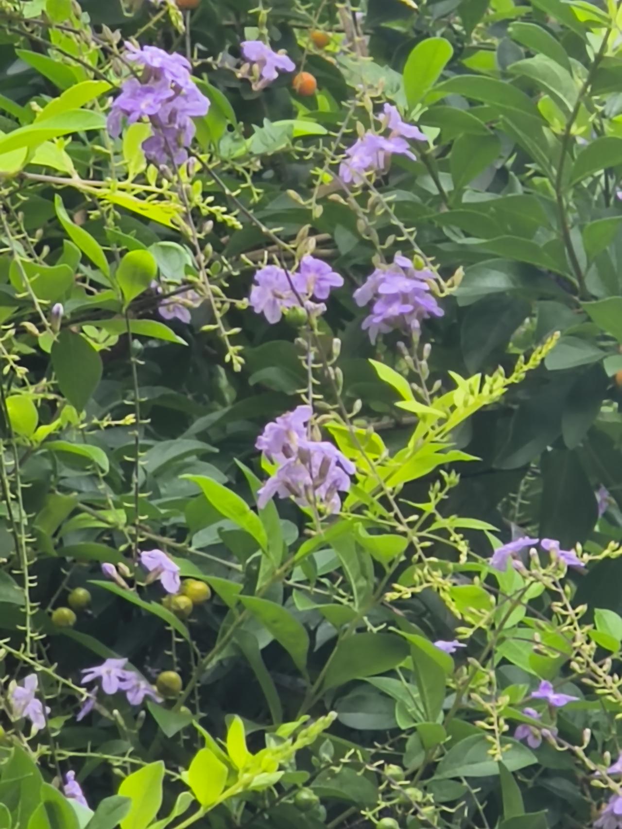 今天妹妹给我打了电话，
说是今天下午因为停车的事情和她大伯哥吵起来了。这事闹得还