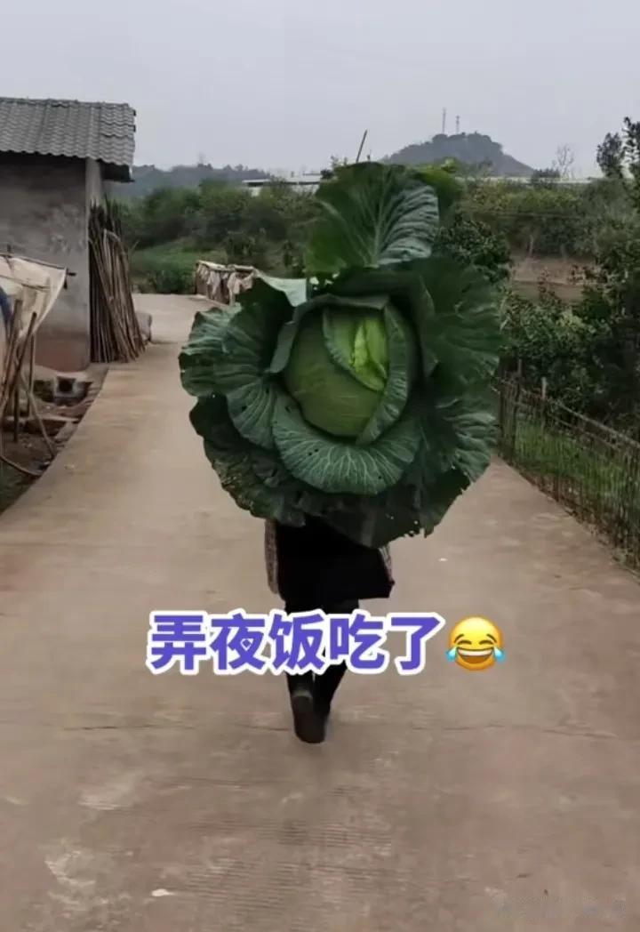 白菜之大 一锅炖不下[赞]