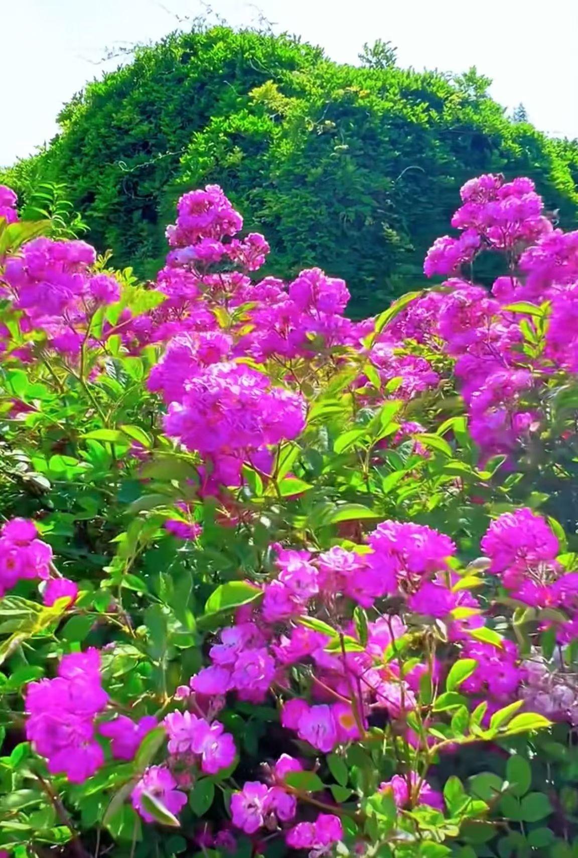 分享你手机中的花花草草