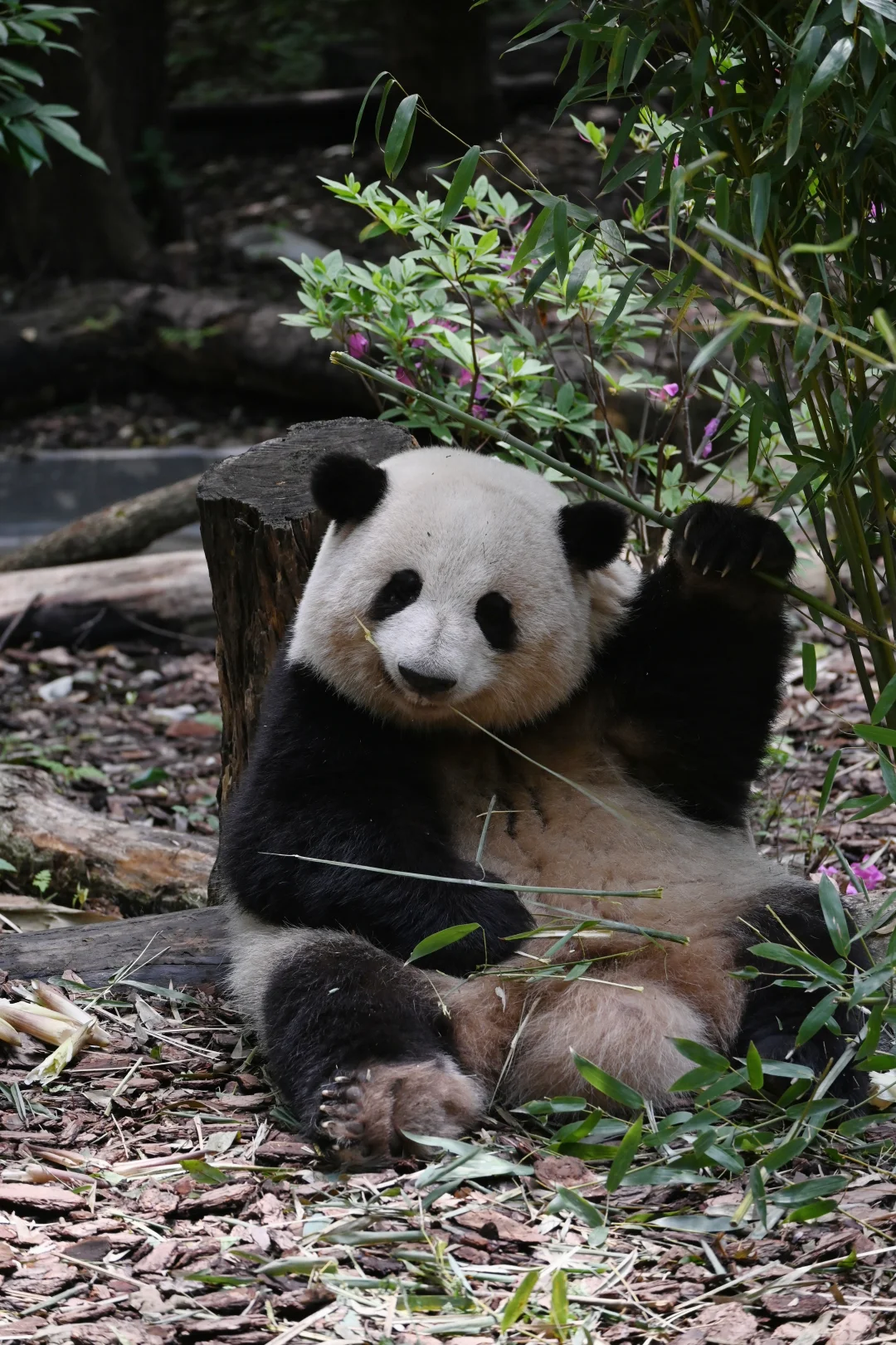 吃个竹子也笑眯眯的