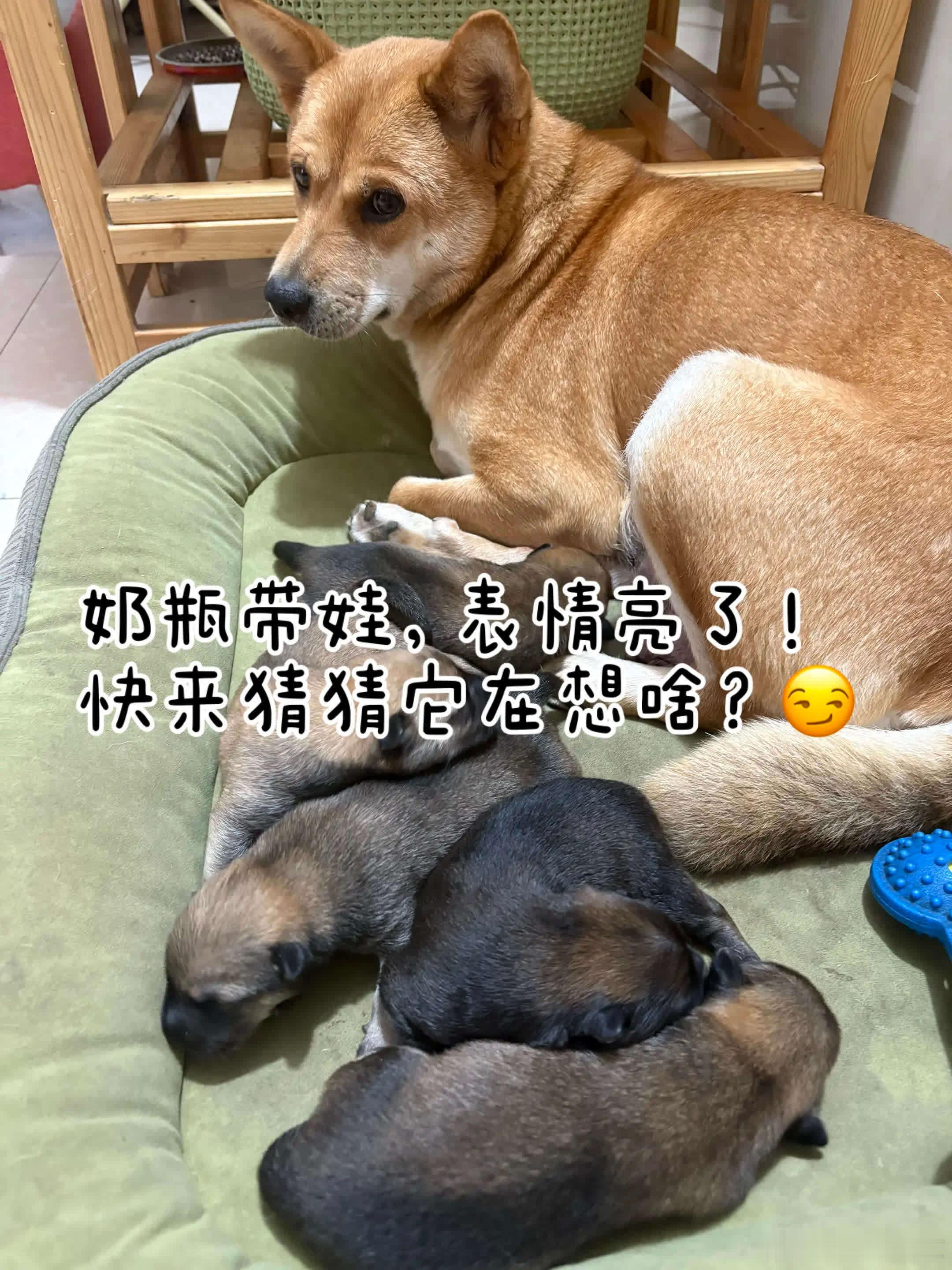 精彩分享萌宠宠物