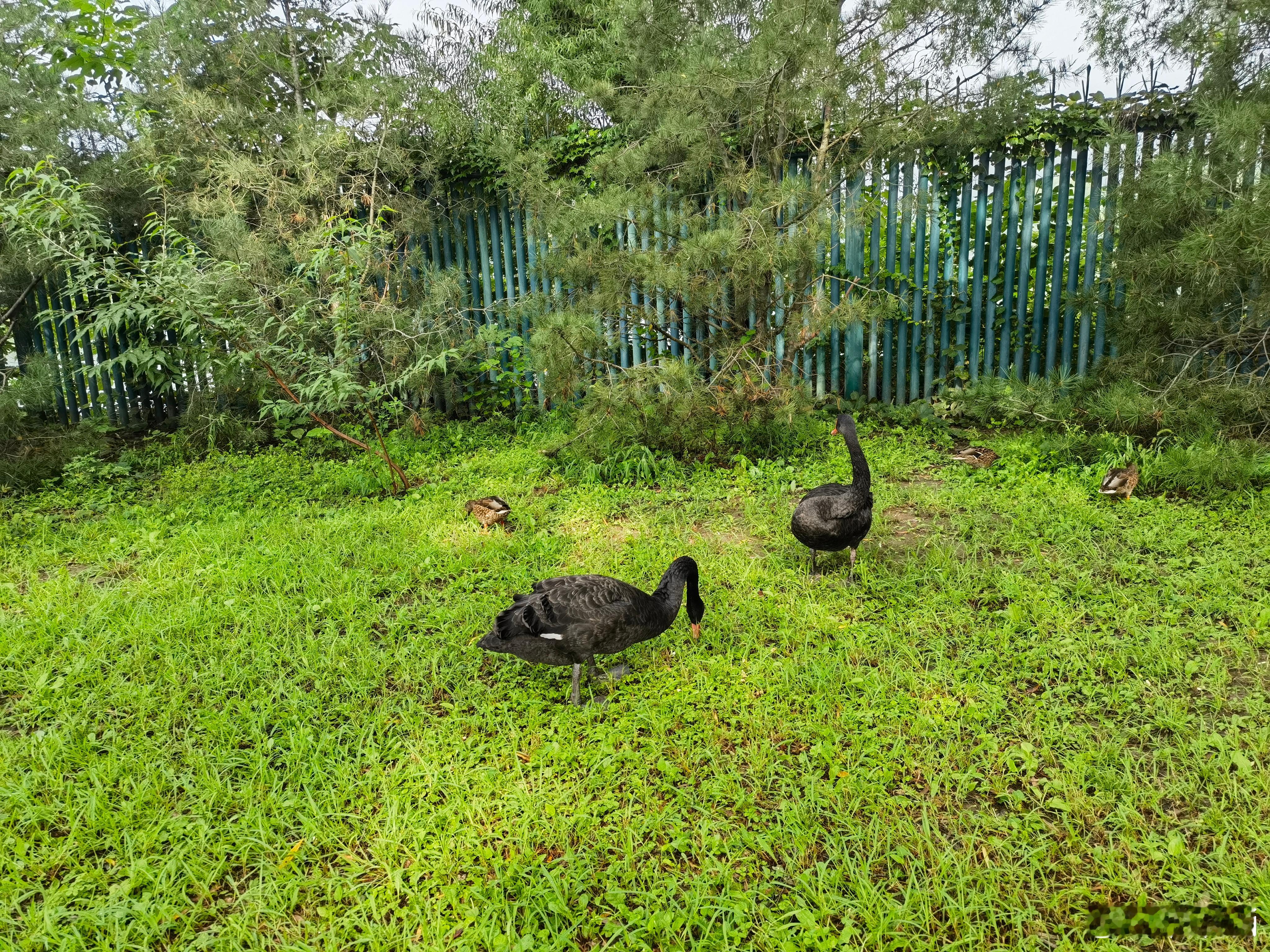 S-看今天的盘面，有一点是比较肯定的：现在的行情确实难做。总共1000多家上涨，
