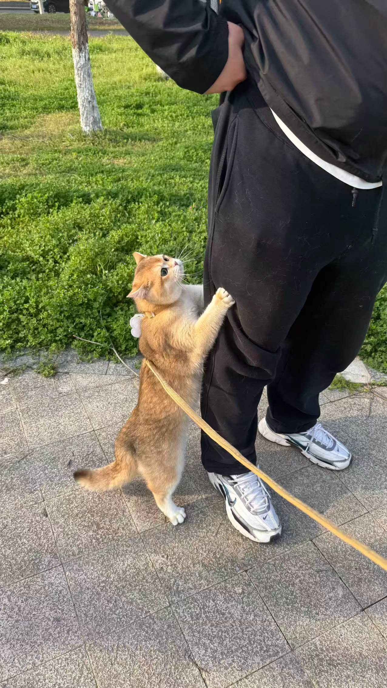 小猫害怕了想往包里跑差点把我裤子弄掉了