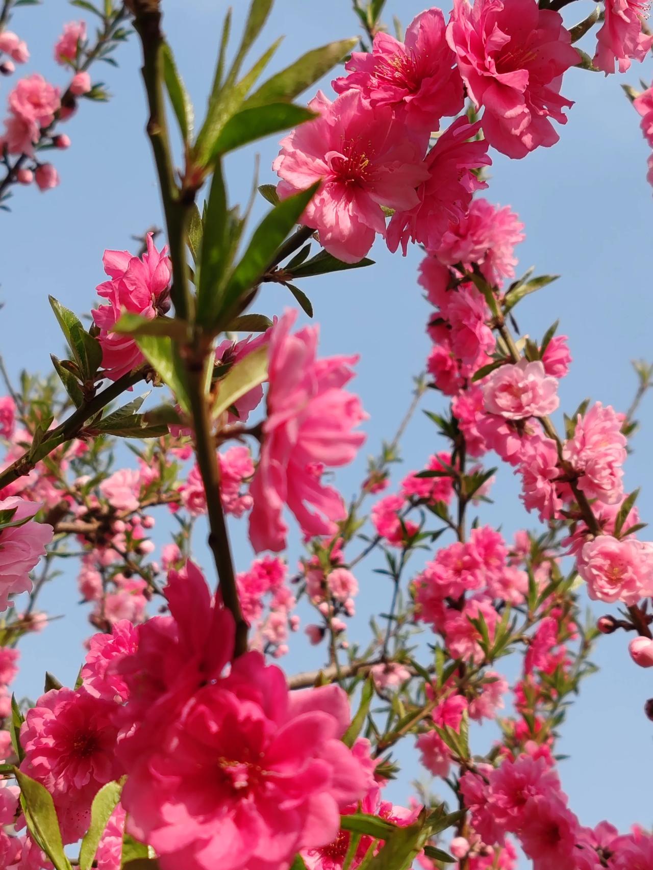 晒图笔记大赛四月的丰台花园。