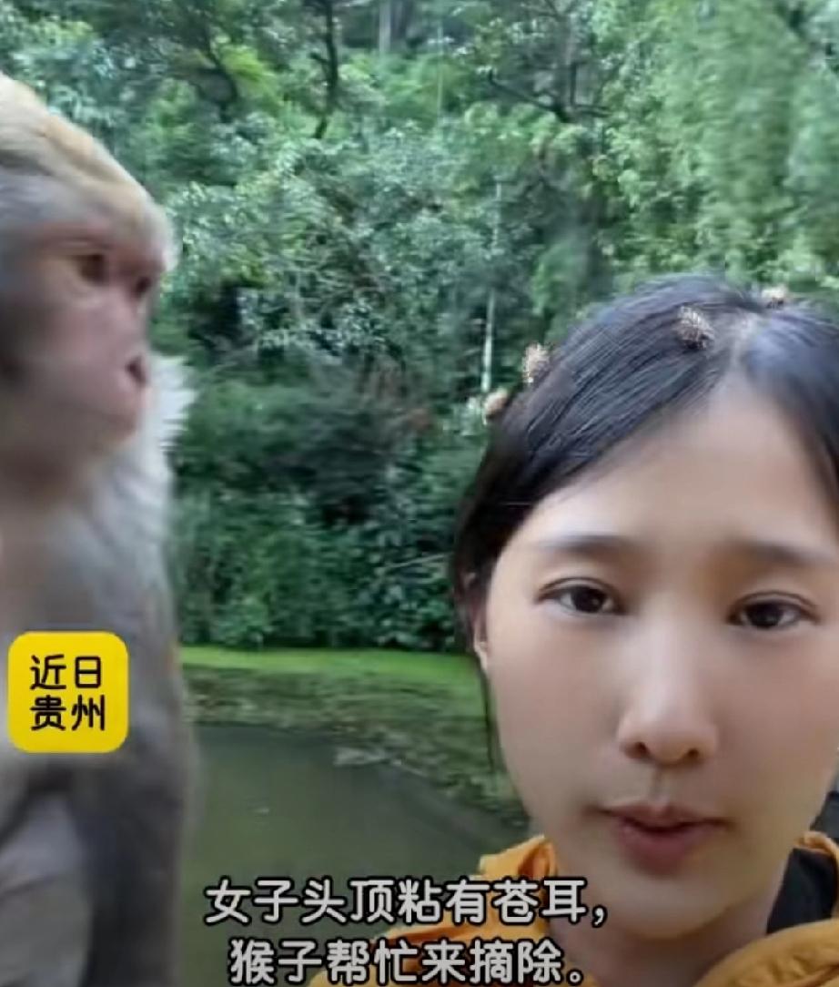 猴子在大家的心目中是泼猴的形象。其实猴子也蛮可爱的。
近日，女子在贵州景区见到一