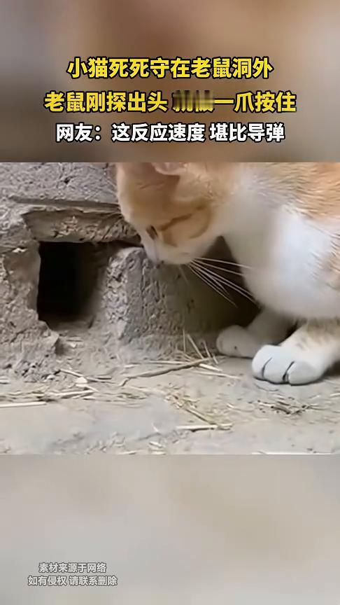 小猫死死守在老鼠洞外，老鼠刚探出头就被一爪按住。网友：这反应速度堪比导弹。
发布