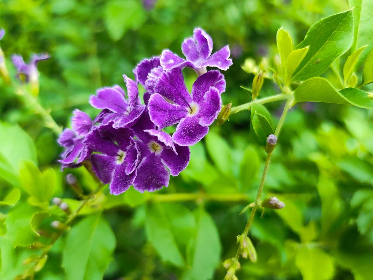 分享一张你相册的拍的花