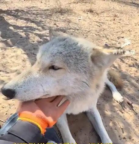 内蒙古的狼，居然自己上门“坐月子”了！


最近，一只怀孕的野生母狼竟主动找到保