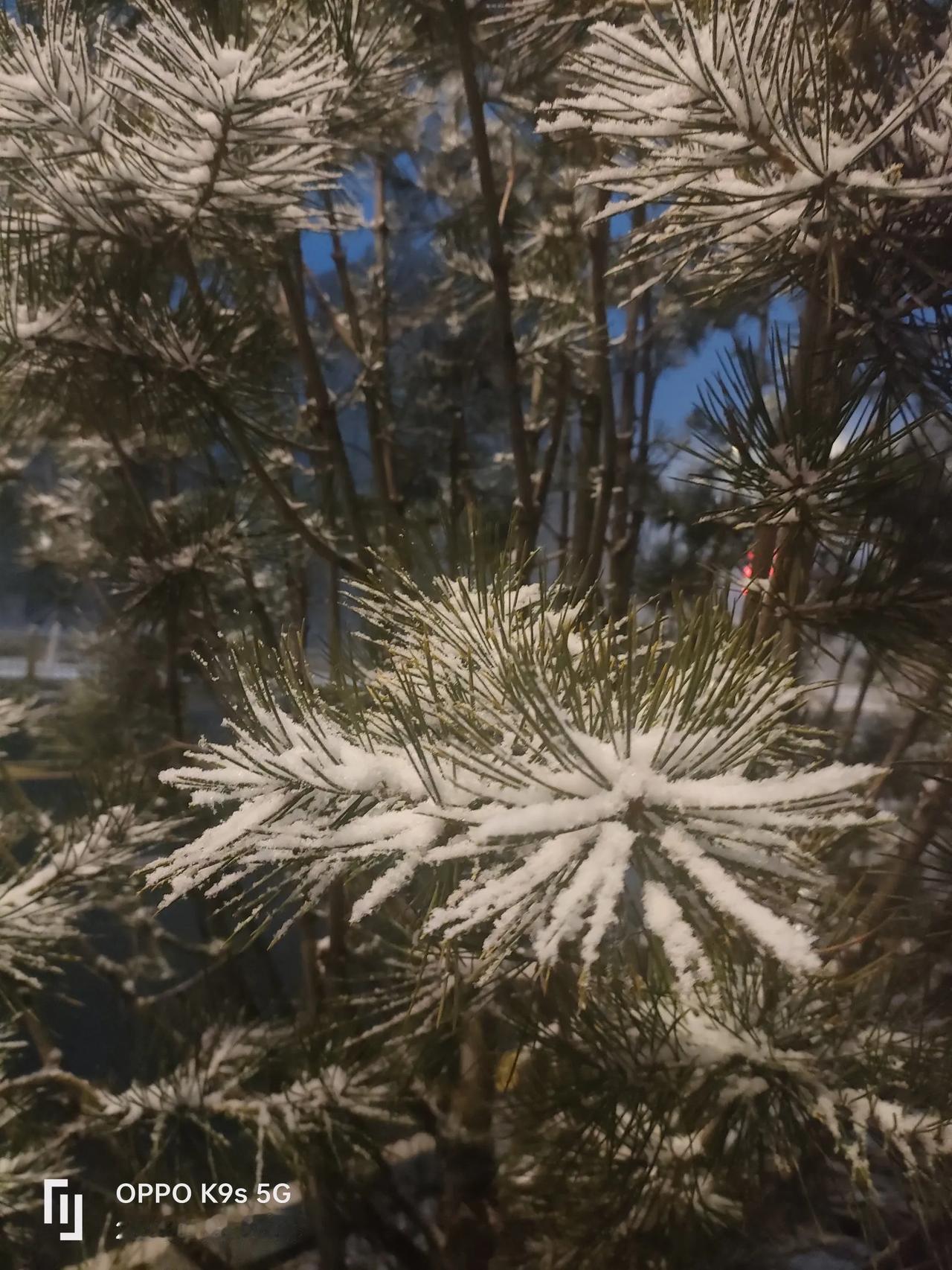 下雪啦。2025年的第一场雪