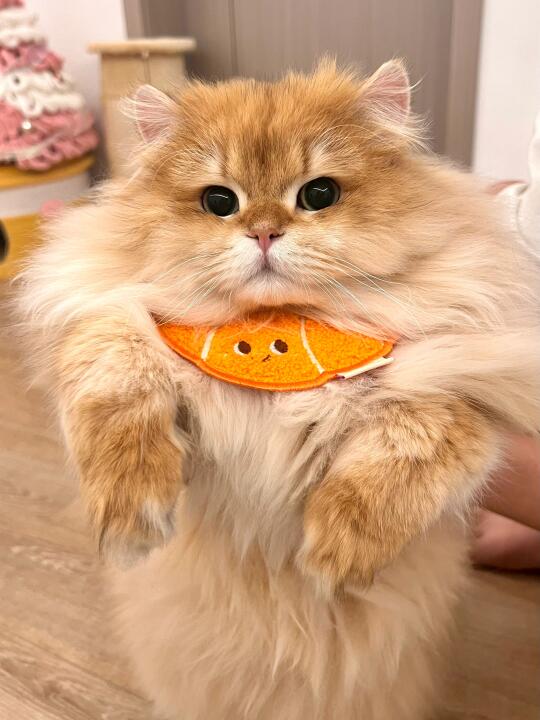 真的要吃掉我这块小面包吗🥺