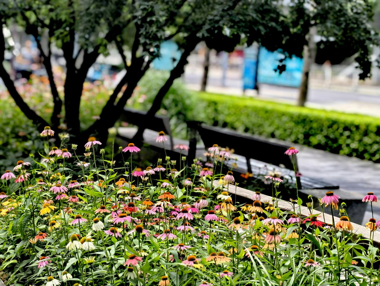 雨后天晴，路边的花花们尽享绽放