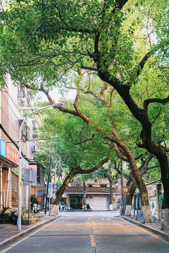 厦门这8条路，有种走进台湾青春剧的感觉
