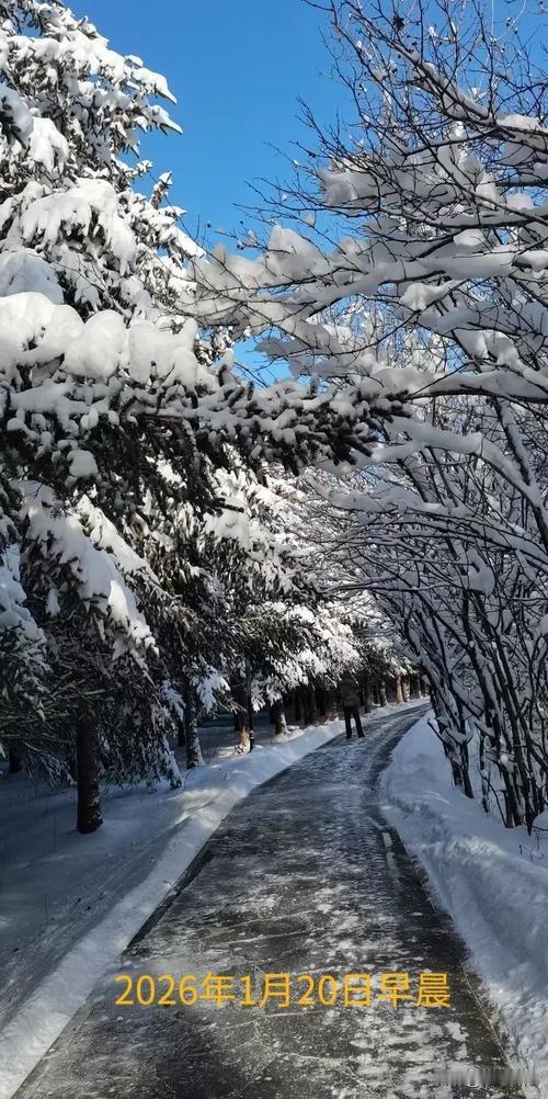 2026年1月20日凌晨，武汉迎来了当年的第一场雪。19日晚10时许，黄陂就开始