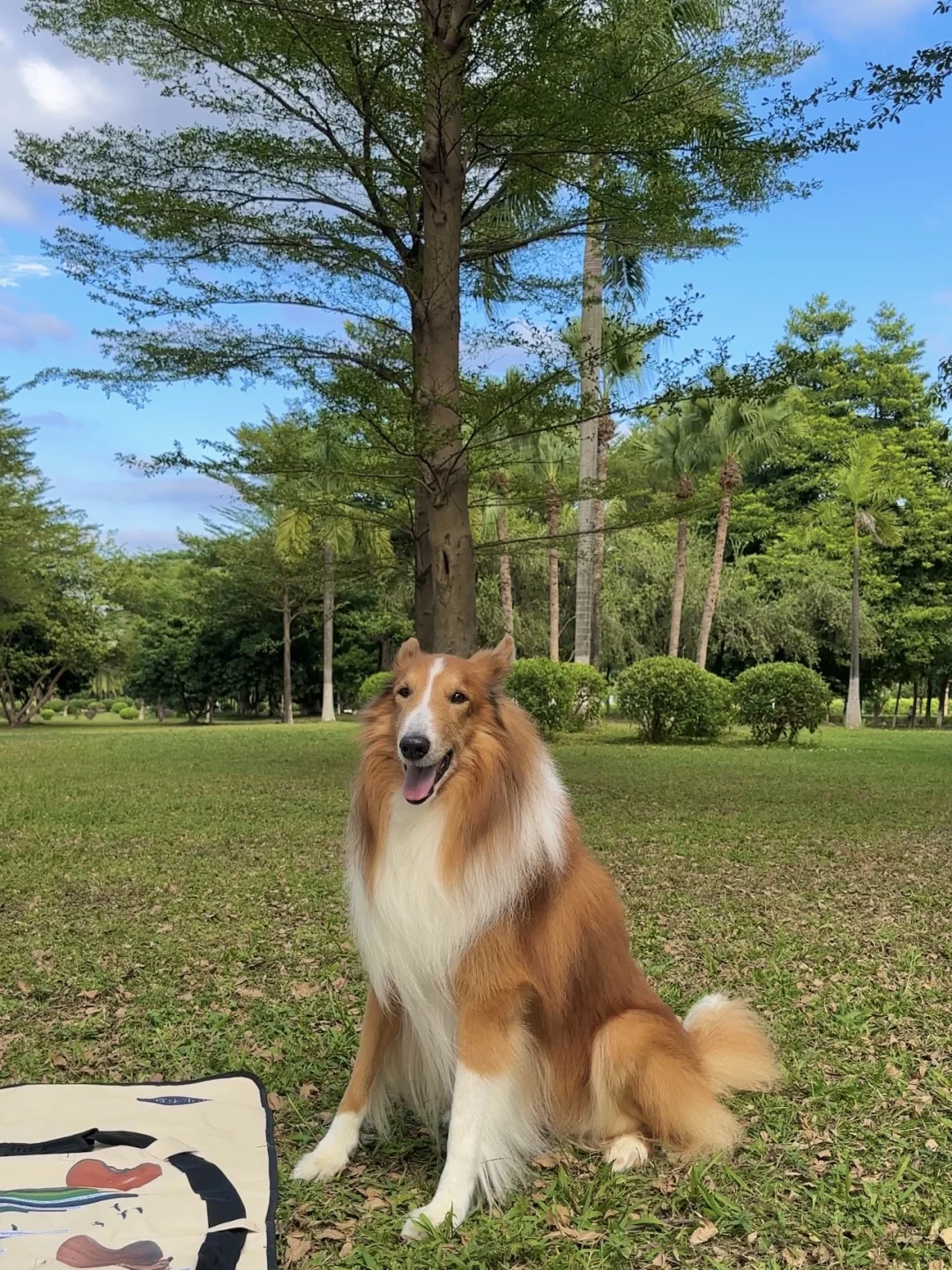 我把我的15岁小狗养得很好哎