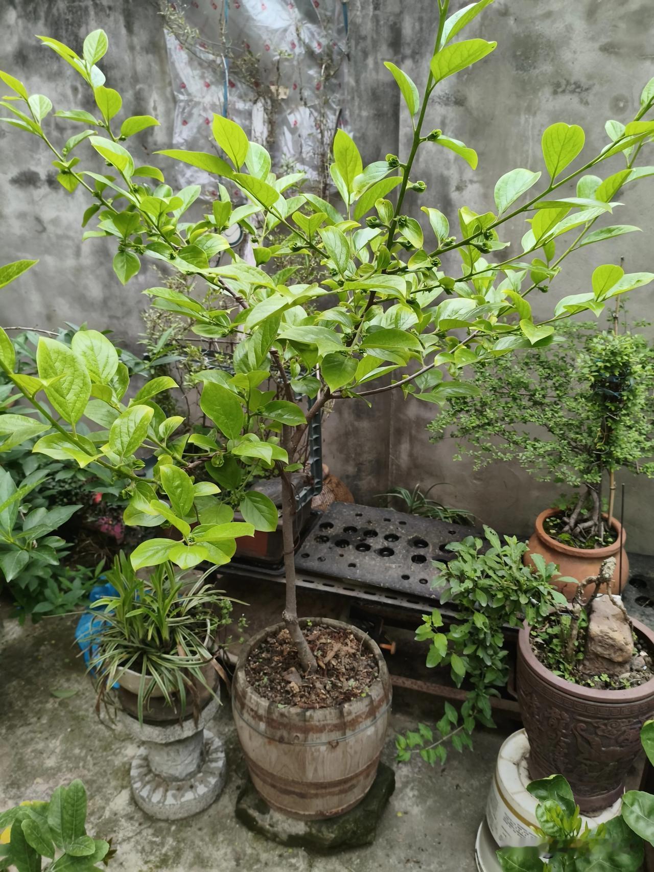 《盆栽柿树，果日见其长，
      甚是喜人和满足。》
   [微风][微风]