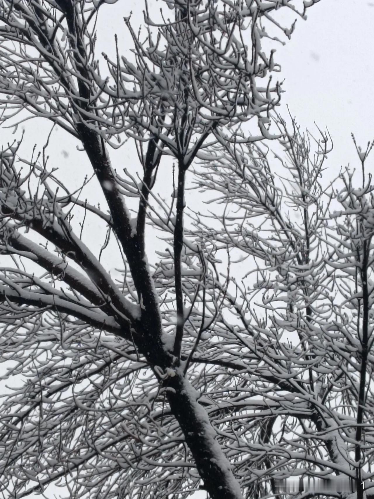 济南的暴雪，让人有了身在哈尔滨的感觉！
记忆中，济南每年的三月都要下一场雪，我称