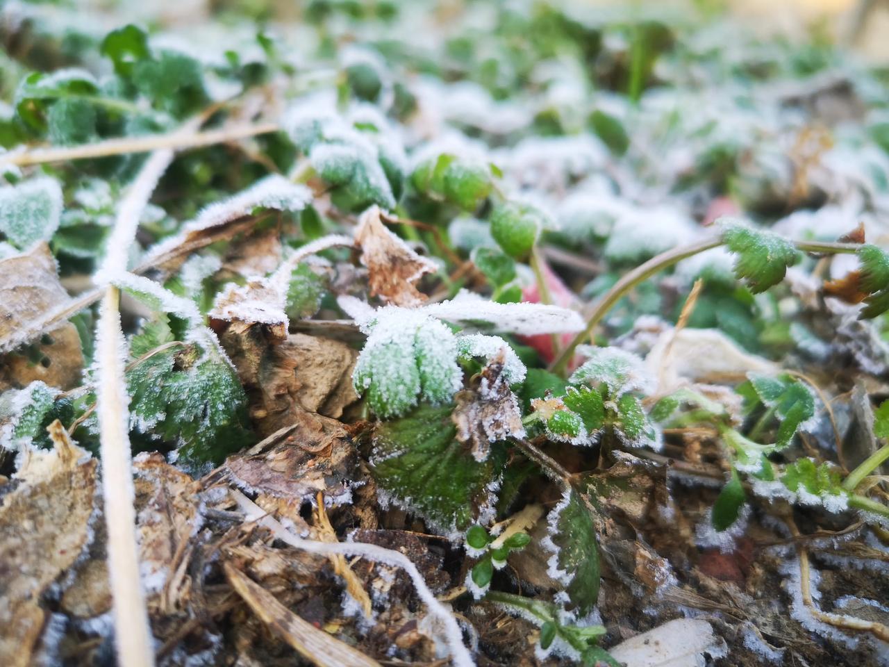 今年河南的冬天，没有下一片雪花！
年前下了两天小雨，想着会下雪，可望眼欲穿，雪花