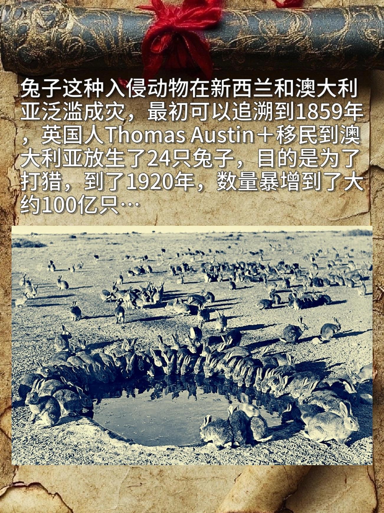 没有一只兔子能够活着逃离四川