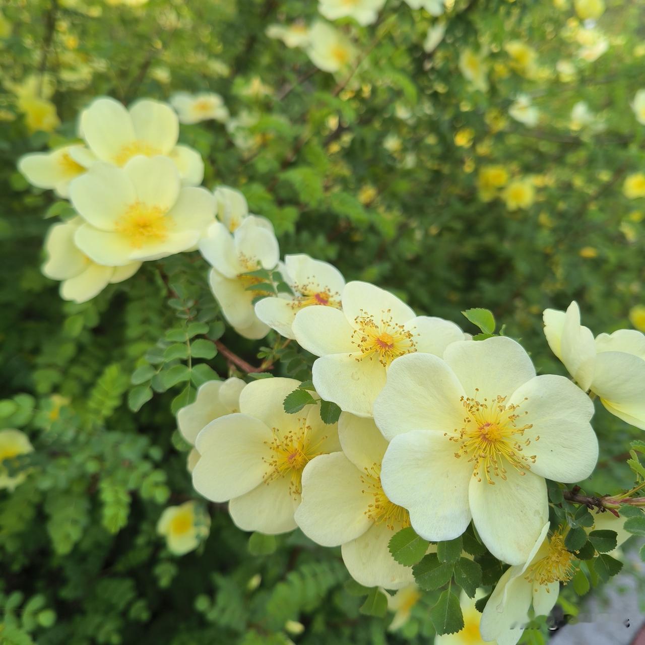 传统也可以打破

昨天是清明节，一如既往，我家瘦哥接到了三叔家堂弟的电话，邀请他