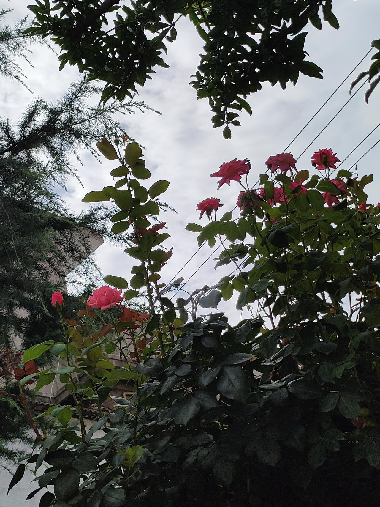 真心话茶局青松衬玫瑰，寻常小院藏温柔，绿树繁花，日子慢且安然，一树苍翠，几枝艳红