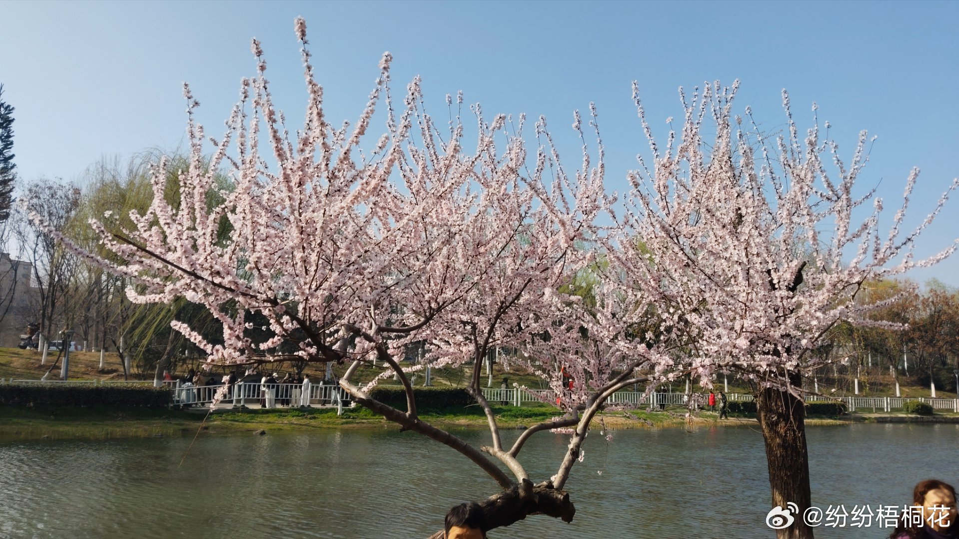 苏州市长鼓励大家养龙虾没有养成功，我的龙虾🦞🦞呀 