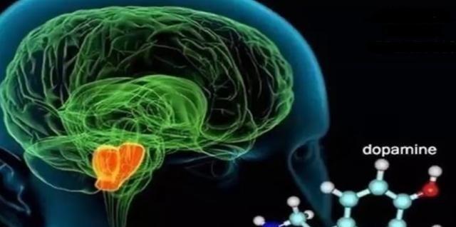 1956年，有科学家将一只公老鼠和几只母老鼠放在了一起，他们发现公鼠会和所有母鼠